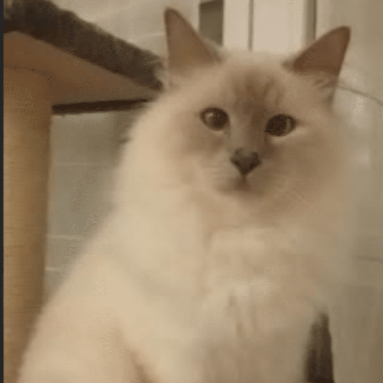 Animal accompagné grâce à la médiumnité animale