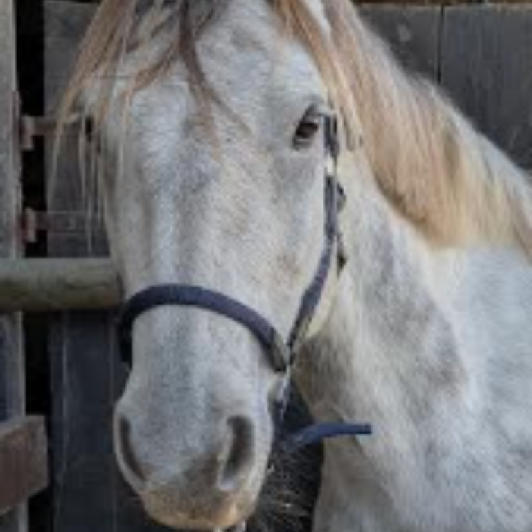 Animal client accompagné en médiumnité