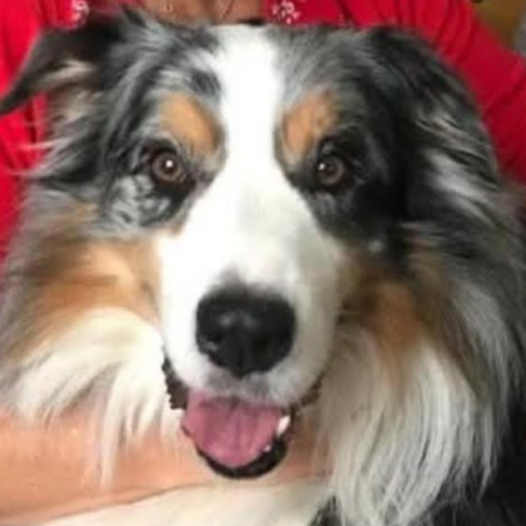 Chien accompagné en médiumnité animale et intuitive
