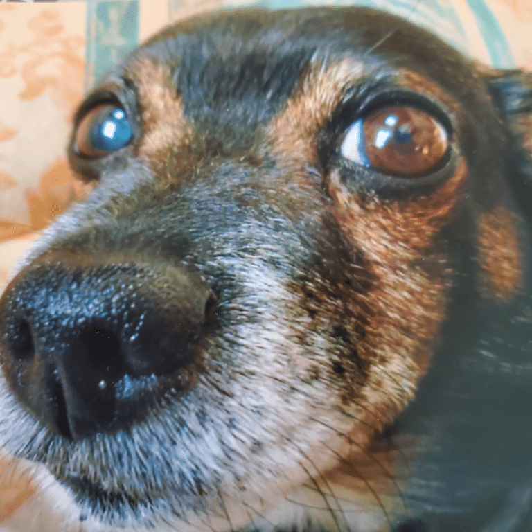 Chien accompagné lors d'une consultation en médiumnité
