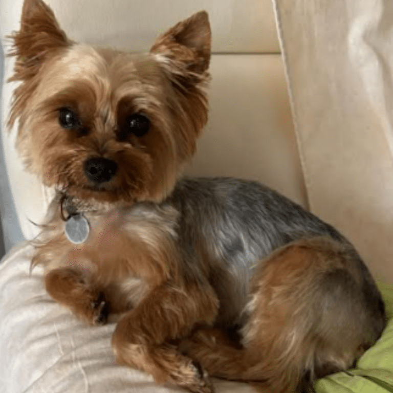Chien accompagné par Sylvie Kestenberg en médiumnité