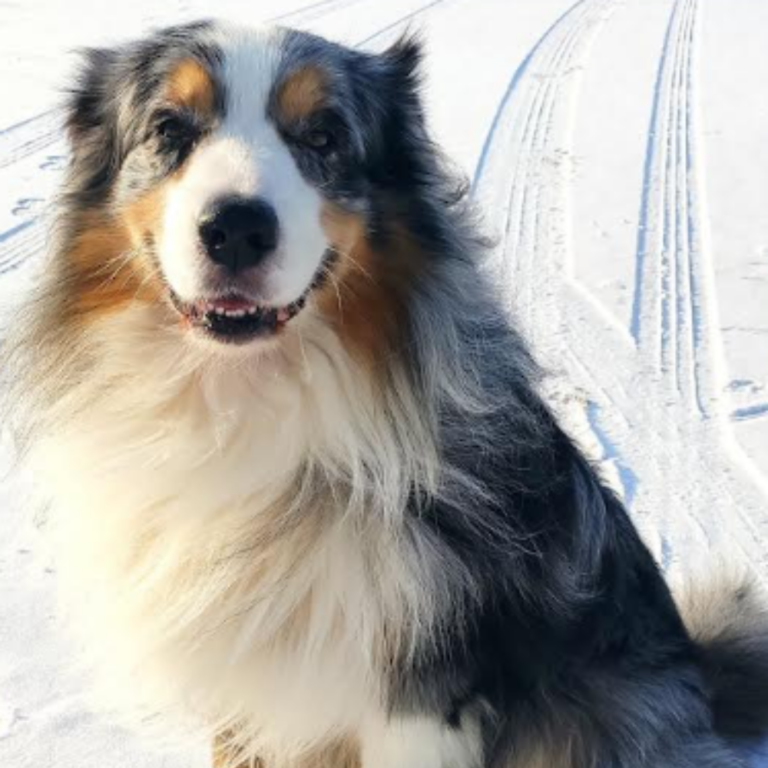 Chien accompagné par une médium pour animaux