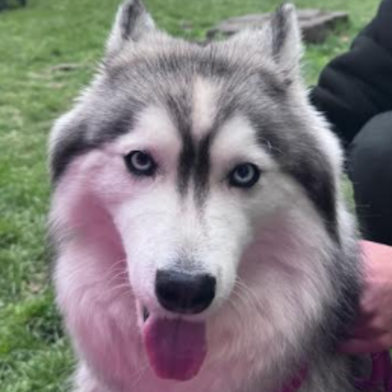Chien ayant bénéficié d'une séance de médiumnité