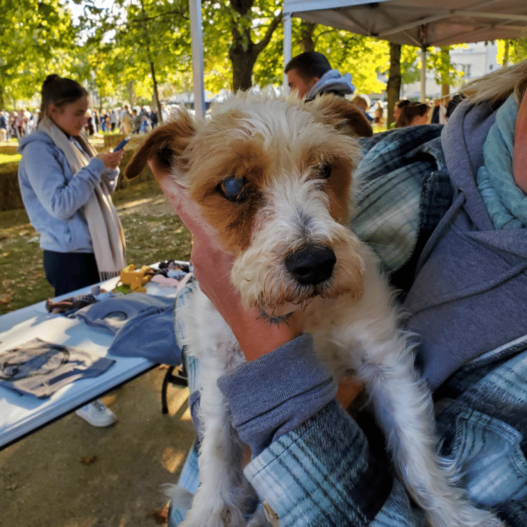 Chien ayant participé à une séance de médiumnité animale