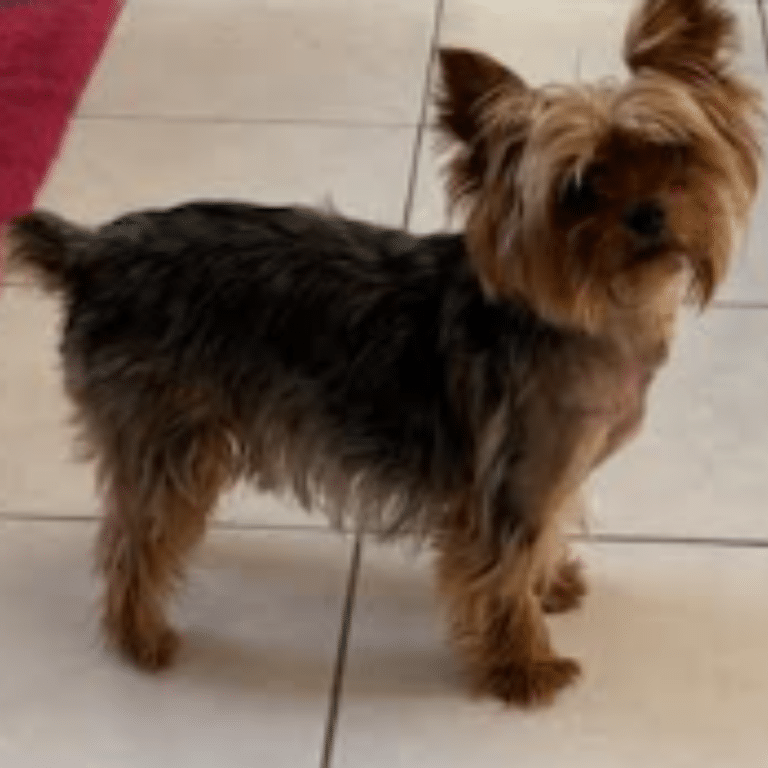 Chien lors d'un accompagnement en médiumnité animale