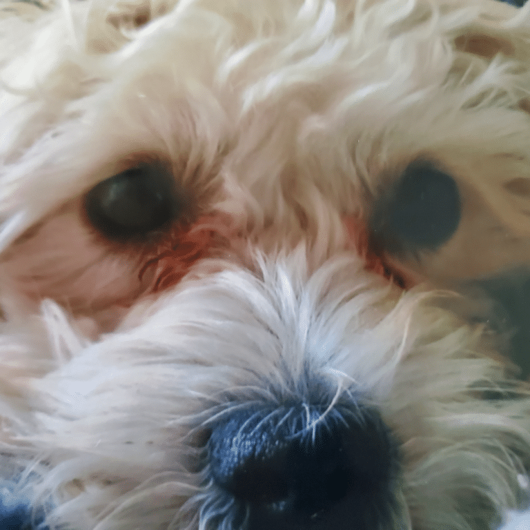 Chien vivant accompagné en médiumnité animale